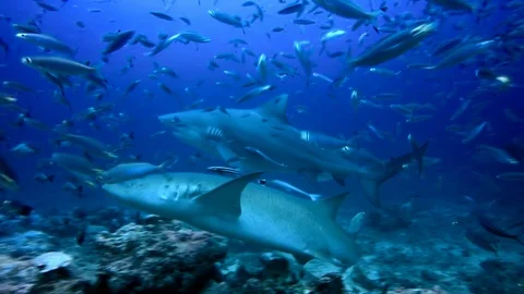 Galapagos gray shark Carcharhinus galapagensis underwater Pacific Ocean. Stock Footage
