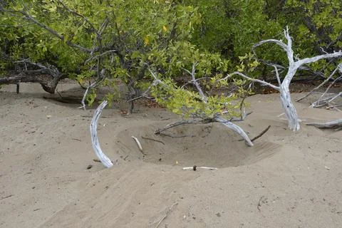 Galapagos green turtle nesting area in the sand, Espumilla Beach, Santiago Is Stock Photos
