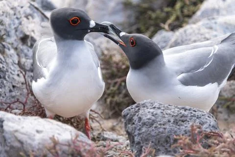 Galapagos gulls squabble over a nesting spot, Galápagos Islands Foto stock