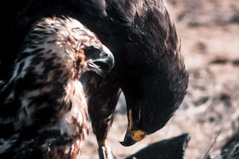Galapagos Hawk Bond Stock Photos