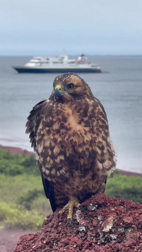 Galapagos Hawk Stock Footage 321014857