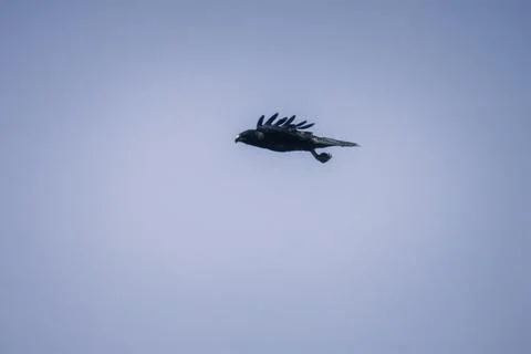 Galapagos Hawk in Mid-Flight Stock Photos