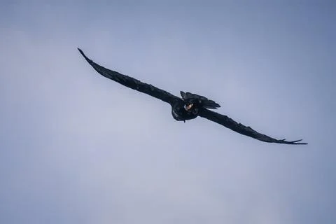 Galapagos Hawk in Mid-Flight Stock Photos