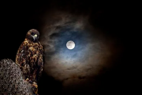 Galapagos Hawk at night Stock Photos
