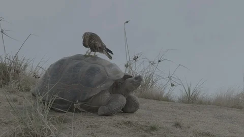 Galapagos hawk perches on a Galápagos tortoise Stock Footage 111269765