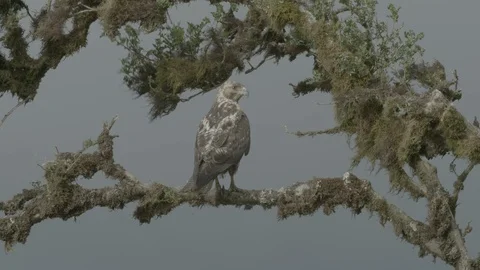 Galapagos hawk perches in tree Stock Footage 111273417