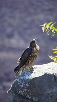 Galapagos Hawk perching on a rock Stock Photos