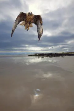 Galapagos Hawk Stock Photos