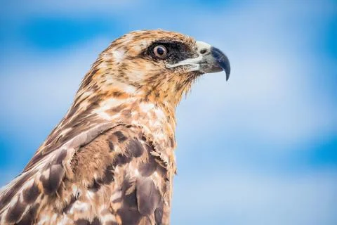 Galapagos Hawk Stock Photos
