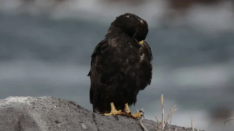Galapagos Hawk preening Video stock 70792364