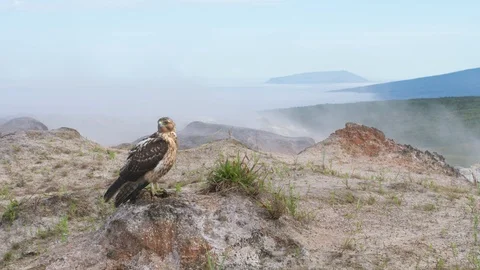 Galapagos hawk on rock Stock Footage 108725549