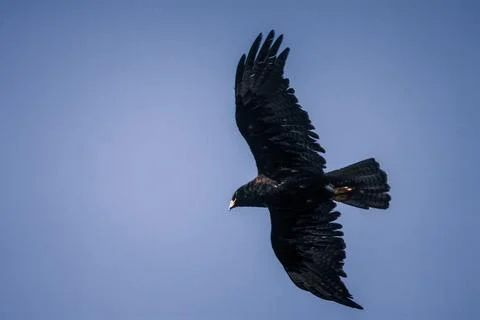 Galapagos Hawk Soaring High Stock Photos