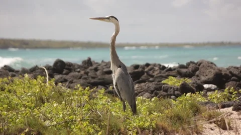 Galapagos heron Stock Footage 118213488