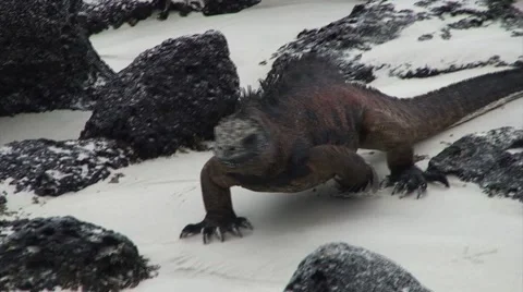 Galapagos Iguana 1 (FULL HD 1080) 動画素材 1068162