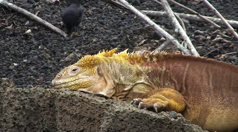Galapagos Iguana Close Up 2 (FULL HD 1080) Stock Footage 1068406