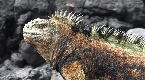 Galapagos Iguana Close Up (FULL HD 1080) Stock Footage 1068411
