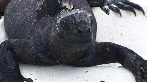 Galapagos Iguana Close Up Tongue (FULL HD 1080) Stock Footage
