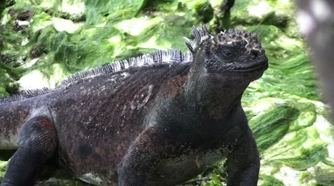 Galapagos Iguana In Forest (FULL HD 1080) Stock Footage 1068383