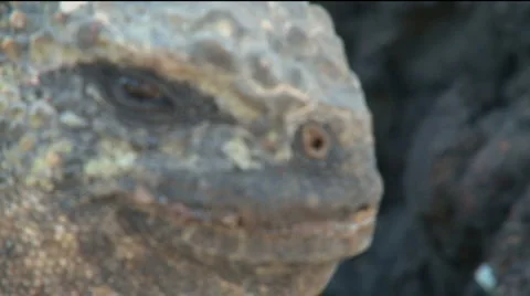 GALAPAGOS IGUANA, RACK FOCUS | EXT, TIGHT, DAY | 24FPS |1080P Stock Footage 2830267