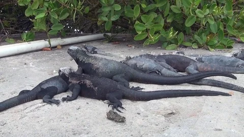 Galapagos iguana on Santa Cruz Island. Stock Footage