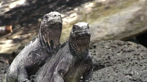 Galapagos Iguanas on Rocks 2 (FULL HD 1080) 動画素材 1068373