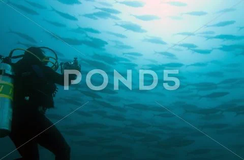Galapagos Islands, Ecuador, Scuba diver photographing Shoal of Fish Stock Photos