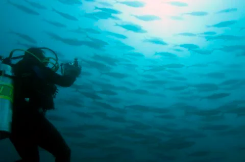 Galapagos Islands, Ecuador, Scuba diver photographing Shoal of Fish Stock Photos