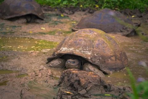 Galapagos Islands - July 22, 2017: Giant Tortoises in Santa Cruz Stock Photos