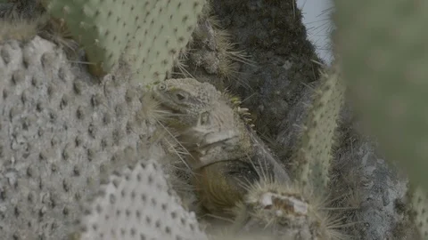 Galapagos land iguana eats Prickly pear cactus  Stock Footage 108719237
