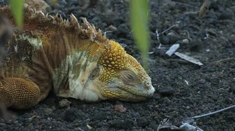 Galapagos Land Iguana Видео 10684352