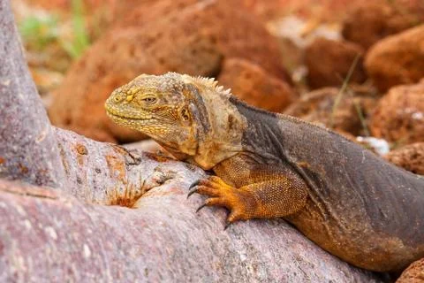 Galapagos Land Iguana lying on a tree trunk (Conolophus subcristatus), on Nor Foto stock