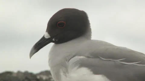 Galapagos Lava Gull Stock Footage 25603133