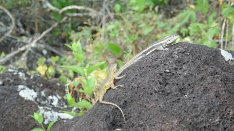 Galapagos lava lizard active female and resting male on lava rock Stock Footage 338037315