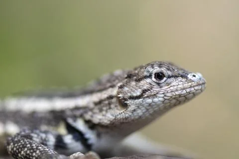 Galapagos lava lizard close-up macro portrait with natural background Stock Photos