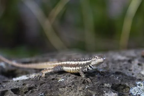 Galapagos lava lizard close-up macro portrait with natural background Stock Photos