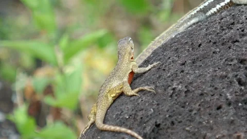Galapagos lava lizard resting on lava rock then looks to side Stock Footage 338037316