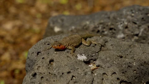 Galapagos lava lizard sitting on volcanic rock Stock Footage 340407766