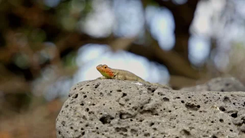 Galapagos lava lizard sunbathing on volcanic rock Video stock 340401123