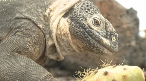 Galapagos Lizard Eats Cactus Stock Footage 25603098