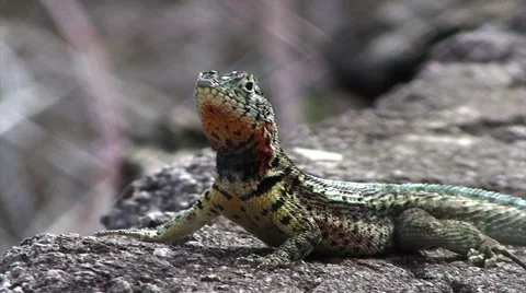 Galapagos Lizard (FULL HD 1080) 動画素材 1068160
