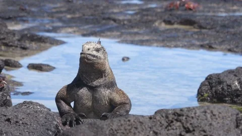 Galapagos Marine Iguana - Amazing animals and wildlife of Galapagos Islands Stock Footage