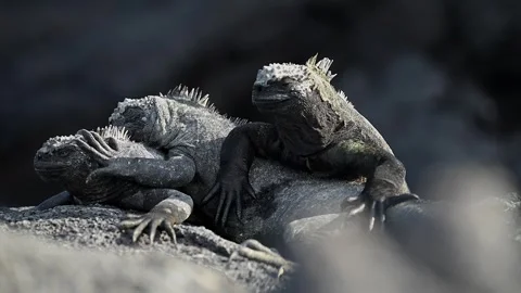 Galapagos Marine Iguana Basking on Driftwood by the Ocean Stock-Footage 332406341