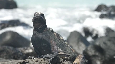 Galapagos Marine Iguana Sleeping While Waves Roll Onto Beach, Tortuga Bay Stock Footage 116975321