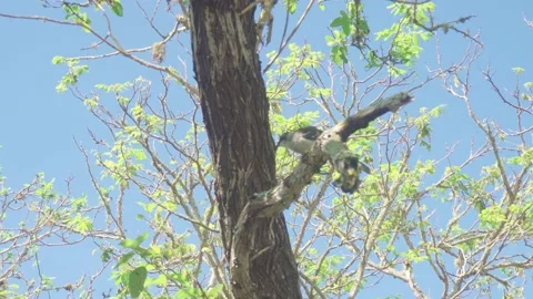 galapagos mockingbird eats bugs on tree ... | Stock Video | Pond5