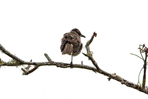 Galapagos Mockingbird Perched on Bare Branch Stock Photos