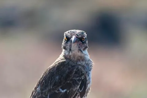 Galapagos Mockingbird Stock Photos