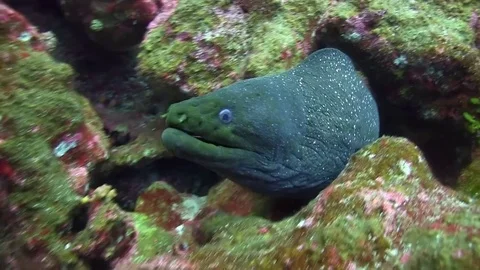Galapagos morey eel Stock Footage 78474117