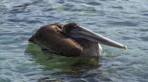 Galapagos Pelican 1 (FULL HD 1080) Stock Footage 1068359