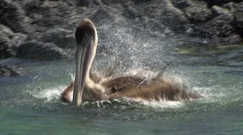 Galapagos Pelican 2 (FULL HD 1080) Stock Footage 1068349