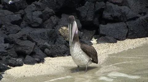 Galapagos Pelican 3 (FULL HD 1080) 動画素材 1068344